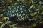 Epinephelus summana, Summan grouper