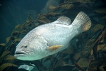 Epinephelus lanceolatus, Giant grouper