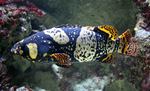 Epinephelus lanceolatus, Giant grouper