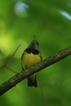 mourning warbler (Geothlypis philadelphia)
