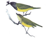 MacGillivray's warbler (Geothlypis tolmiei)
