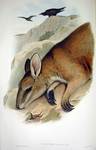 agile wallaby, sandy wallaby (Macropus agilis)