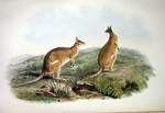 agile wallaby, sandy wallaby (Macropus agilis)