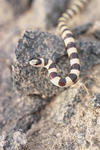 western shovelnose snake (Chionactis occipitalis)