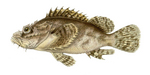 tasseled scorpionfish (Scorpaenopsis oxycephala)