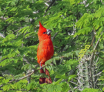 vermilion cardinal (Cardinalis phoeniceus)