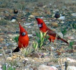 vermilion cardinal (Cardinalis phoeniceus)
