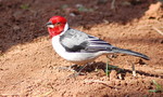 red-cowled cardinal (Paroaria dominicana)