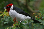 masked cardinal (Paroaria nigrogenis)