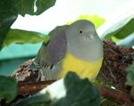 Bruce's green pigeon (Treron waalia)