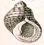Monodonta australis, toothed topshell