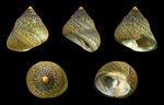 Phorcus lineatus, lined top shell