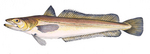 Merluccius merluccius, European hake