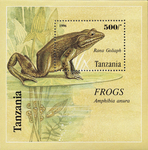 goliath frog, giant slippery frog (Conraua goliath)