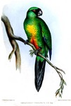 masked shining parrot (Prosopeia personata)