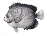 Apolemichthys xanthurus, Indian yellowtail angelfish