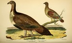 greater sage-grouse (Centrocercus urophasianus), Canada grouse (Falcipennis canadensis)