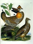 heath hen (Tympanuchus cupido cupido)