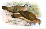 blue-spotted wood dove (Turtur afer)