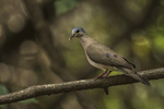 blue-spotted wood dove (Turtur afer)