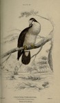 tambourine dove (Turtur tympanistria)