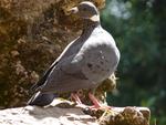 white-collared pigeon (Columba albitorques)