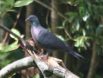 Bolle's pigeon (Columba bollii)