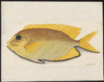 Pomacentrus moluccensis, lemon damselfish