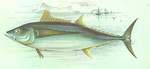 albacore, bonito, longfin tuna (Thunnus alalunga)