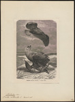 white-tailed eagle (Haliaeetus albicilla)