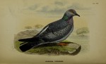yellow-eyed pigeon, pale-backed pigeon (Columba eversmanni)