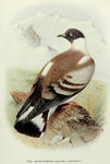 snow pigeon (Columba leuconota)