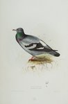 rock dove, rock pigeon (Columba livia)