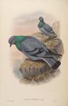 rock dove, rock pigeon (Columba livia)