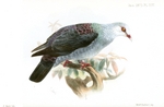 Andaman wood pigeon (Columba palumboides)