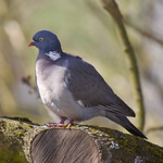common wood pigeon (Columba palumbus)