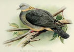 ashy wood pigeon (Columba pulchricollis)