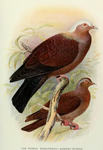 pale-capped pigeon, purple wood pigeon (Columba punicea)