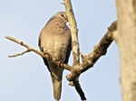 Sri Lanka wood pigeon (Columba torringtoniae)