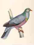 trocaz pigeon, Madeira laurel pigeon, long-toed pigeon (Columba trocaz)