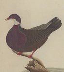 Lord Howe pigeon (Columba vitiensis godmanae)