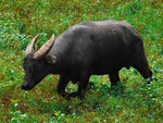 tamaraw, Mindoro dwarf buffalo (Bubalus mindorensis)