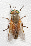 Tabanus nigrovittatus, greenhead horse fly