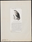 palm-nut vulture (Gypohierax angolensis)