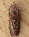 greater wax moth, honeycomb moth (Galleria mellonella)