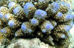 Acropora nasuta (staghorn coral)