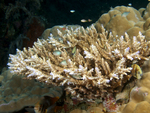 Acropora nasuta (staghorn coral)