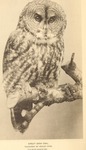 great grey owl, great gray owl (Strix nebulosa)