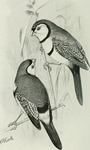 double-barred finch (Taeniopygia bichenovii)