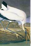 wood stork (Mycteria americana)